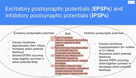 [Solved] What is the difference between excitatory postsynaptic ... 