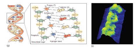 Dna Model Labeled Diagram