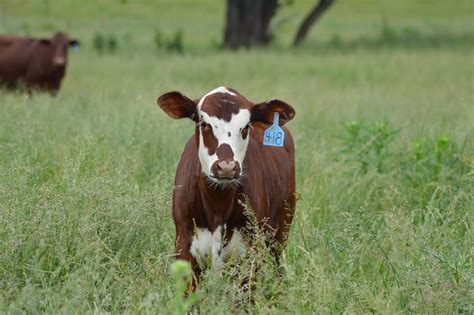 Santa Gertrudis Cattle - Texas Landowners Association