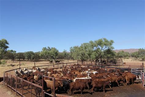 Pics See The Australian Cattle Station That Sold For Million