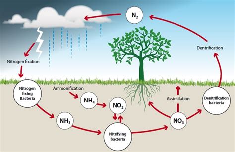 Diagram Of A Nitrogen Cycle