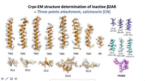 A Gpcr P