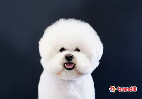 Modelo De Cachorro Para Criancas Cachorro Desenho Animado Vetor