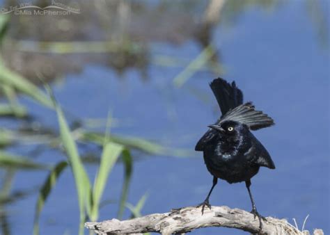 Brewers Blackbird Male High In The Wasatch Mountains On The Wing