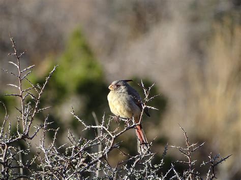 Pyrrhuloxia Audubon Field Guide