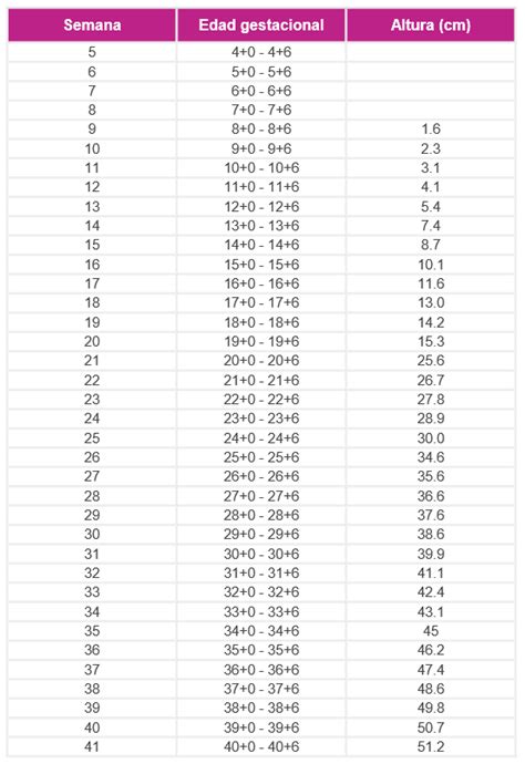 El Crecimiento Del Feto Semana A Semana Embarazo Y Fertilidad
