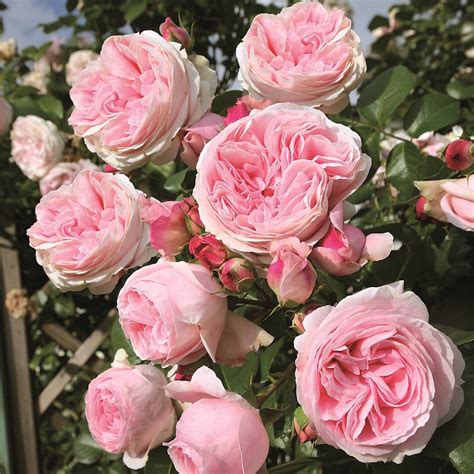 За роза Giardina: описание и характеристики, отглеждане на сортове ...