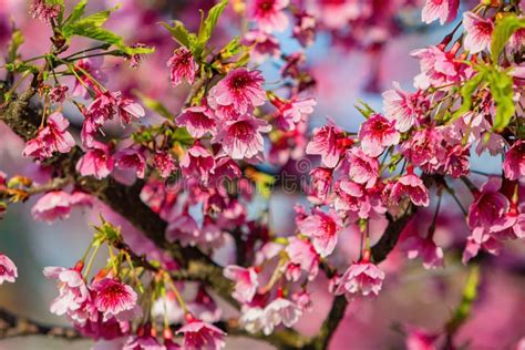 Sunny View of Cherry Blossom in Yangmingshan National Park Stock Photo - Image of flower ...