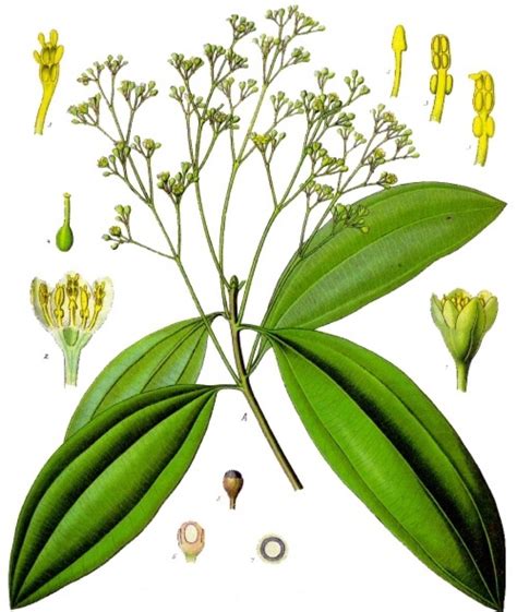 Cinnamon (Cinnamomum spp.) ← Buds in the News