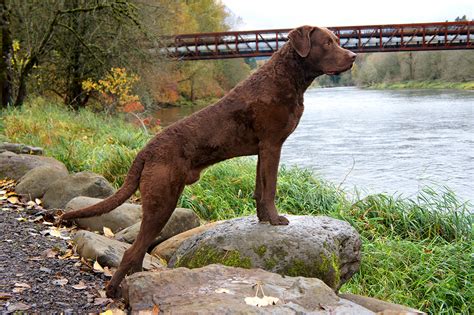 The Chesapeake Bay Retriever A Versatile And Loyal Canine Companion