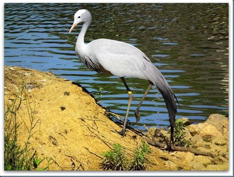 Blue Crane, the national bird of South Africa. | Bird, Crane, Beautiful ...