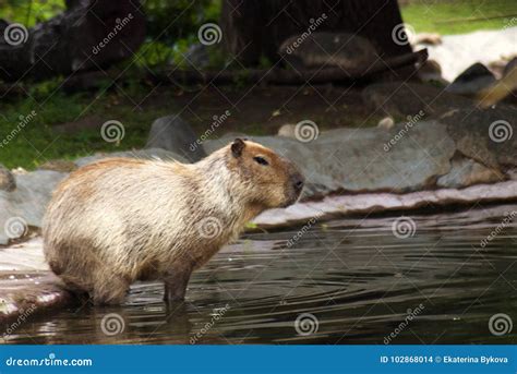 Capybara goes swimming stock photo. Image of large, color - 102868014