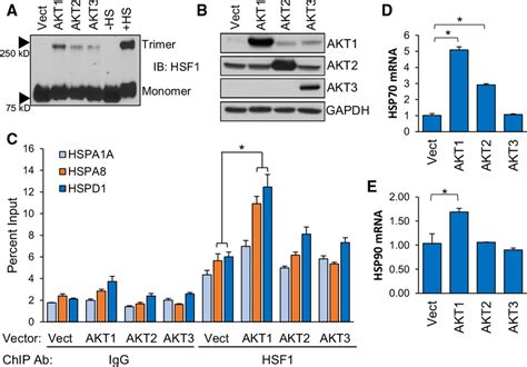 AKT1 Promotes HSF1 Trimerization And DNA Binding A B HEK 293 Cells