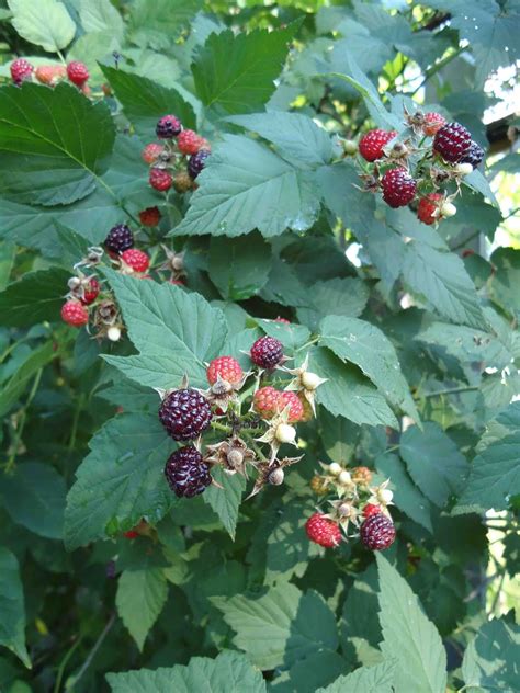 Small Purse Big Garden Wild Black Raspberriesrubus Occidentalis