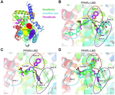 Ligand Binding Pocket Lbp Regional Localization Of The Three Fibrates