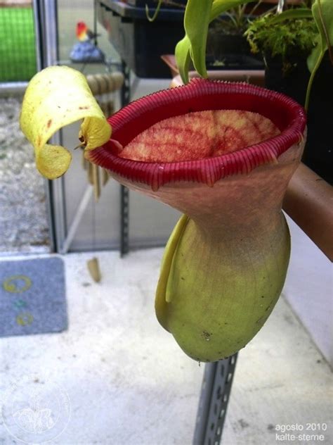 Nepenthes Ventricosa Aipc Associazione Italiana Piante Carnivore