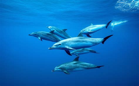 Descargar Fondos De Pantalla Los Delfines Bajo El Agua Tenerife