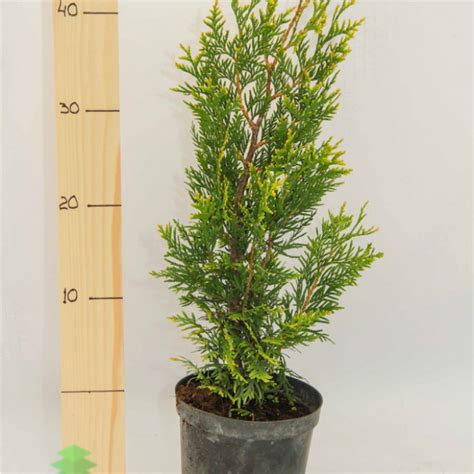 Туя складчатая (110 фото) » НА ДАЧЕ ФОТО