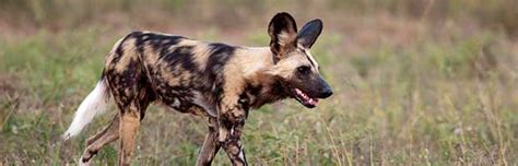 African Wild Dog - Animal Facts and Information