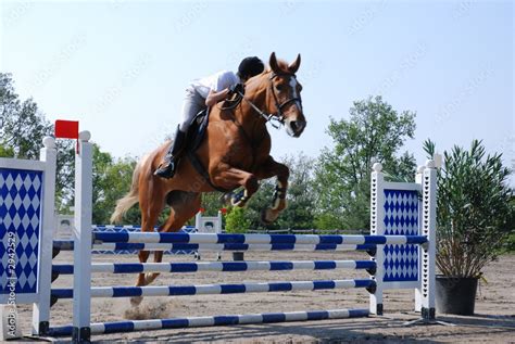 Foto Stock Cavallo Che Salta Ostacolo Adobe Stock