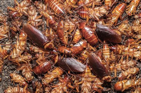 Cockroach infestation in Sydney - M&M kill cockroaches