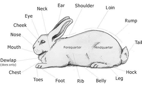 Meat Part Pictures Rabbit Anatomy Show Rabbits Rabbit