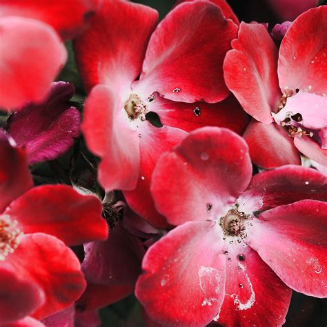 Bright Red Flowers on Behance