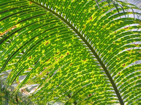 Sago Palm Fungus And Disease