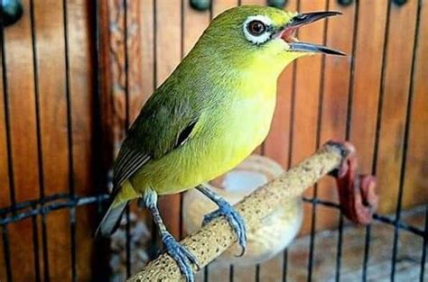 15 Cara Melatih Burung Pleci Supaya Cepat Buka Paruh