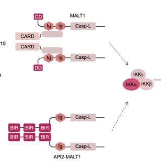 BCL10 Specifically Links The Antigen Receptor Signalling To NFkB