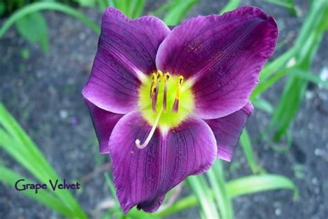 Bestfavorite Purple Daylily Day Lilies Daylilies Perennials