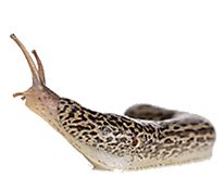 Common Types of Slugs | Pictures of Slugs | TERRO.com