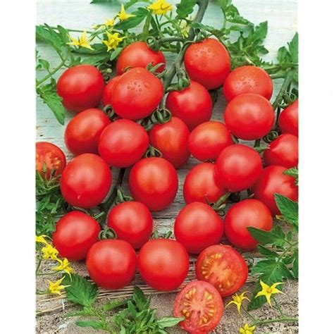 Favorita F1 Hybrid Tomato Seeds Etsy