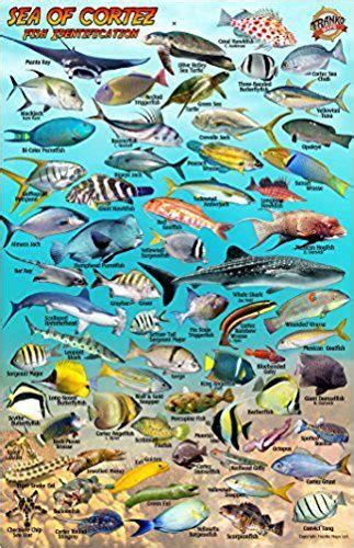 Baja Sea Of Cortez Mexico Dive Map Fish Identification Waterproof