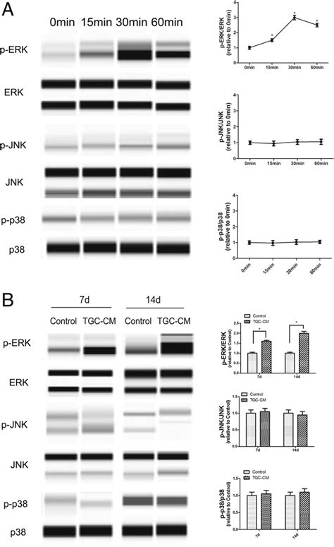 ERK/MAPK signaling pathway was activated by TGC-CM during odontogenic ... 
