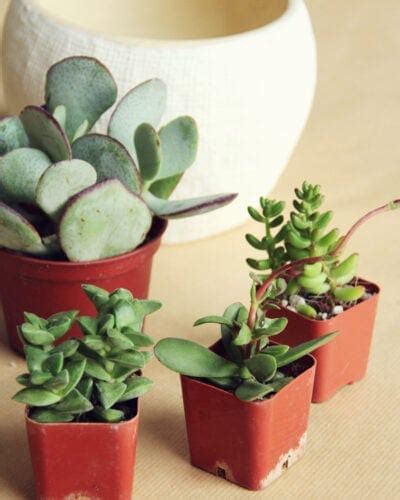 diy potted succulents » Lovely Indeed