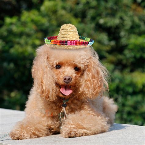 Sombrero Dog Cowboy Costume Dog Hats Small Dogs Puppy Hats Cat Hat Ebay