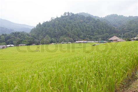 Rice Fields Stock Image Colourbox