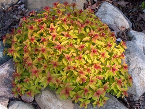 Садовая империя Спирея японская Джапаниз Дворф (Spiraea japonica ...