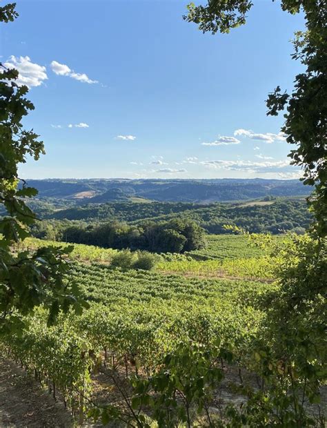 The Vineyards Tenuta Morciano