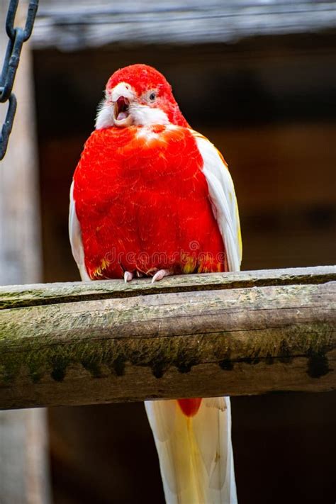 Vertical Shot Of A Red Macaw Parrot With White Tail Feathers Sitting On