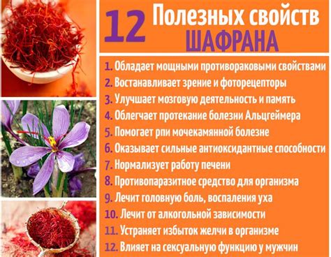 Шафран - польза и вред для организма, полезные свойства и противопоказания