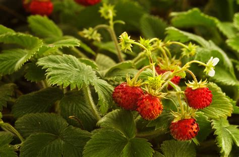 Walderdbeeren Alle Infos Vom Anbau Bis Zur Ernte