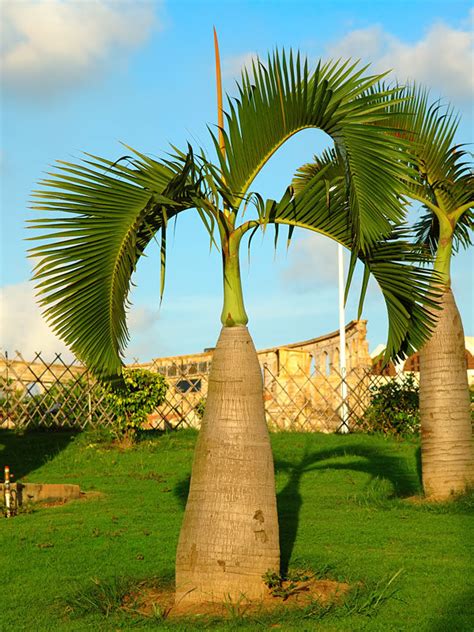 Bottle Palm Tree Hyophorbe Lagenicaulis Urban Tropicals