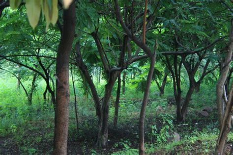 Talking Trees In Iiit Hyderabad This Morning Is Special Y Flickr