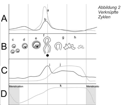 Wiederholung Fortpflanzung Und Mikrobiologie Flashcards Quizlet