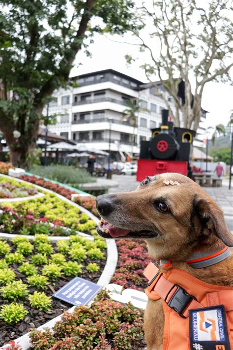 Alerta De Fofura Defesa Civil Realiza Sess O De Fotos Mascote