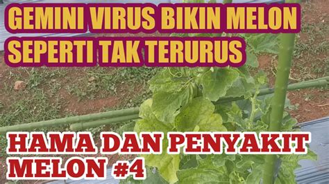 Gemini Virus Pada Melon Mengenal Dan Menangani Hama Dan Penyakit Melon Part 4 Youtube