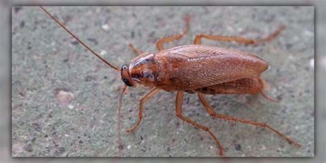 Does Borax Kill Roaches Your Complete Roach Free Guide Pestweek