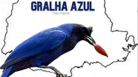 Gralha Azul Simbolo Do Parana Sololearn